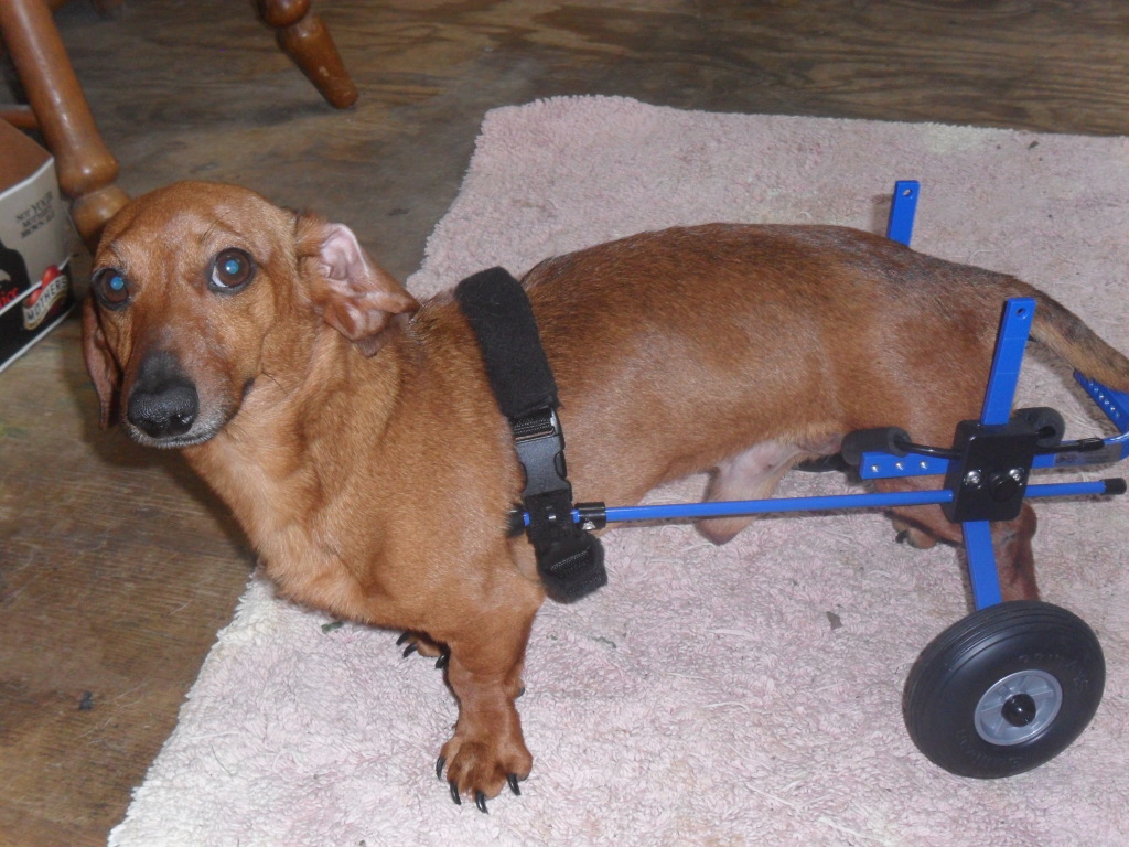 Friends and Vets Helping Pets assisted Sam's owner to provide this dachshund a cart to help with his spine problems.