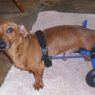 Friends and Vets Helping Pets assisted Sam's owner to provide this dachshund a cart to help with his spine problems.