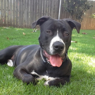 Cyrus needed canine hip surgery, Friends and Vets helping pets was able to help with the cost.